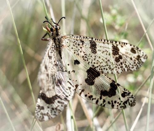 Réf. 235 546 : Palpares libelluloides
