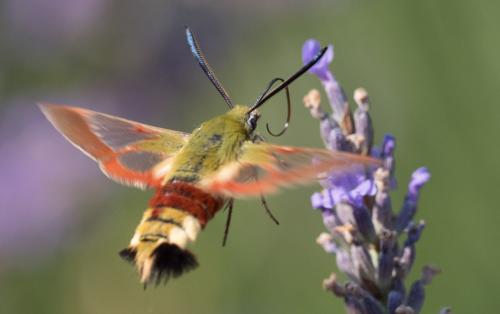Hemaris fuciformis