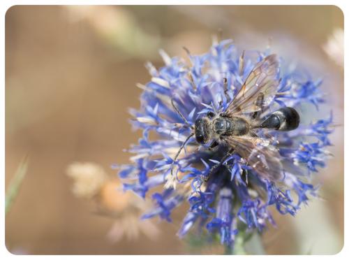 Isodontia paludosa