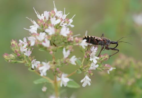 Réf. 235 939 : Rhynocoris erythropus