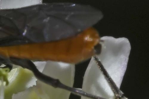 Dolerus sp.
