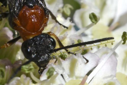 Dolerus sp.