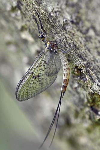Ephemera danica