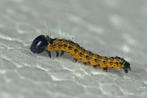 Phalera bucephala