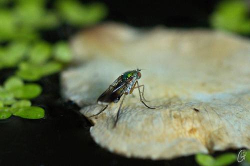 Poecilobothrus nobilitatus