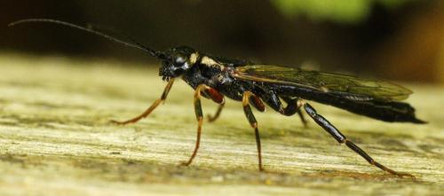 Réf. 235 552 : Xeris pallicoxae