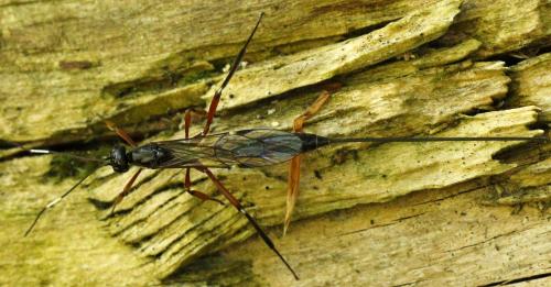Réf. 235 230 : Xorides alpestris