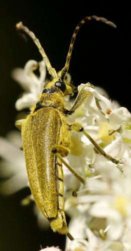 Réf. 235 558 : Lepturobosca virens