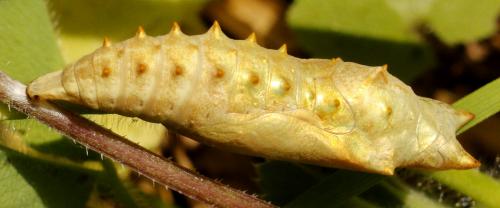 Aglais urticae