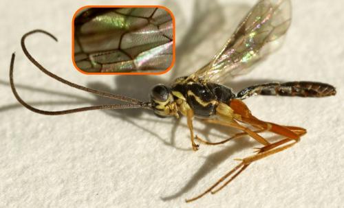 Réf. 235 999 : Lissonota sp.