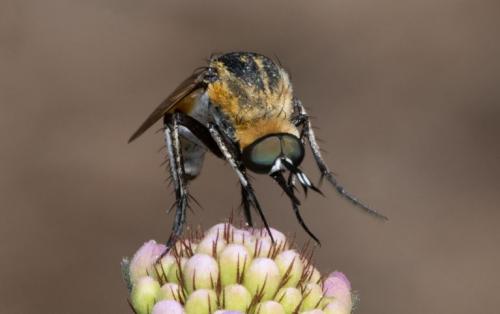 Réf. 235 807 : Toxophora sp.
