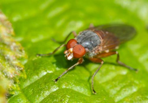 Réf. 235 056 : Brachyopa scutellaris