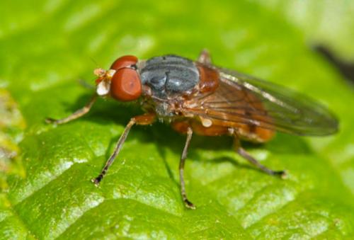 Réf. 235 058 : Brachyopa scutellaris