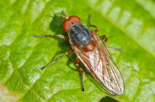 Réf. 235 059 : Brachyopa scutellaris