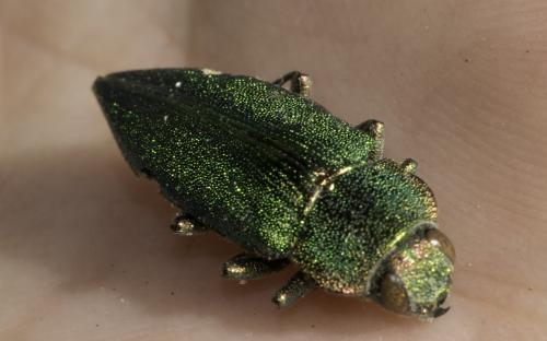 Réf. 235 592 : Latipalpis plana
