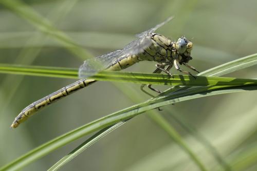 Gomphus pulchellus