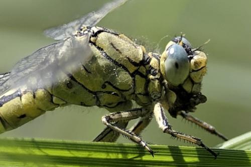 Réf. 235 896 : Gomphus pulchellus
