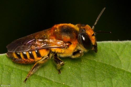 Megachile sp.