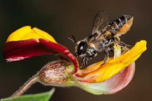 Megachile sp.