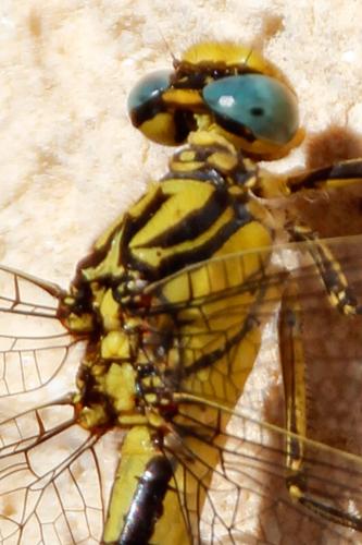 Gomphus graslinii