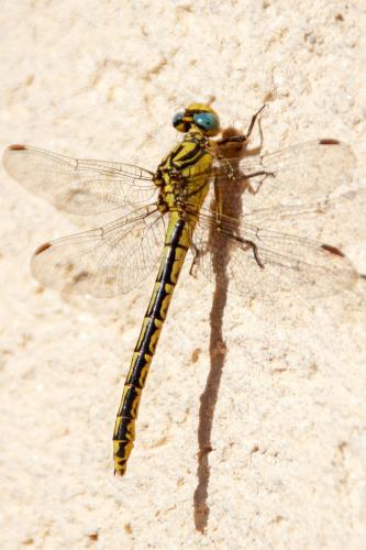 Gomphus graslinii