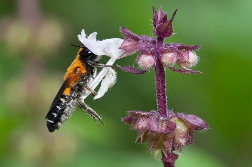 Megachile umbripennis