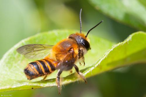 Megachile sp.