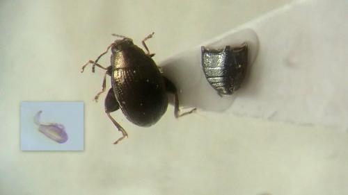 Réf. 235 235 : Chaetocnema tibialis