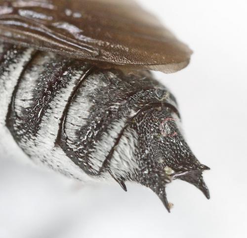 Coelioxys argentea