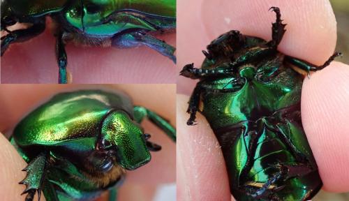 Cetonischema speciosissima