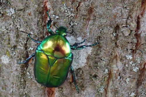 Réf. 235 520 : Cetonischema speciosissima