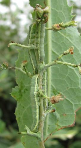 Hecatera dysodea