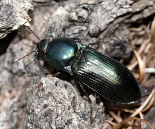 Selatosomus aeneus
