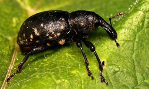 Liparus glabrirostris