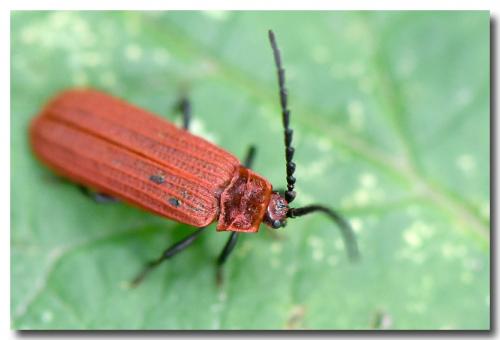 Réf. 235 292 : Lopheros rubens