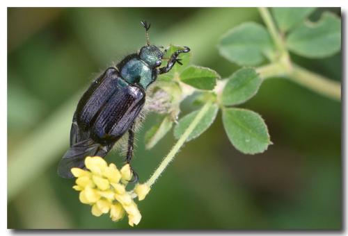 Réf. 235 372 : Phyllopertha horticola