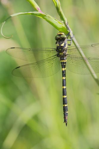 Réf. 235 892 : Cordulegaster bidentata