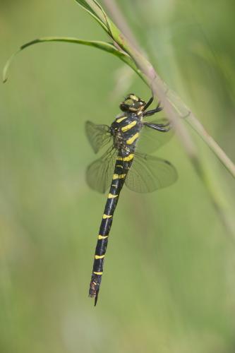 Réf. 235 891 : Cordulegaster bidentata