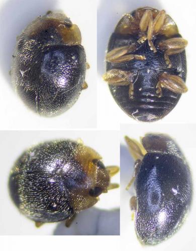 Scymnus rubromaculatus