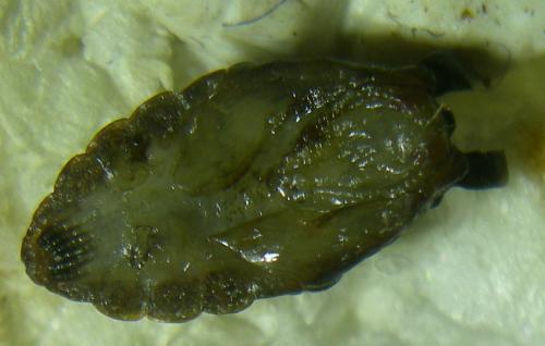 Liponeura cinerascens