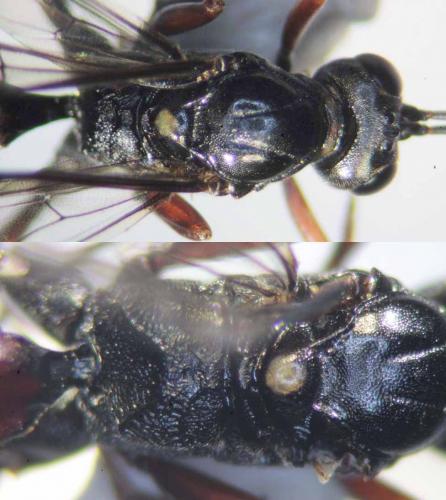 Hemigasterini