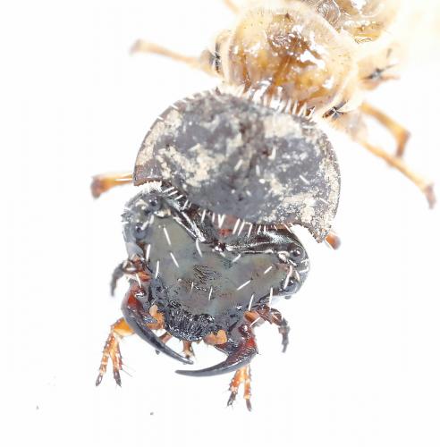 Cicindela campestris