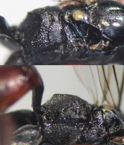 Réf. 235 719 : Hemigasterini inconnu