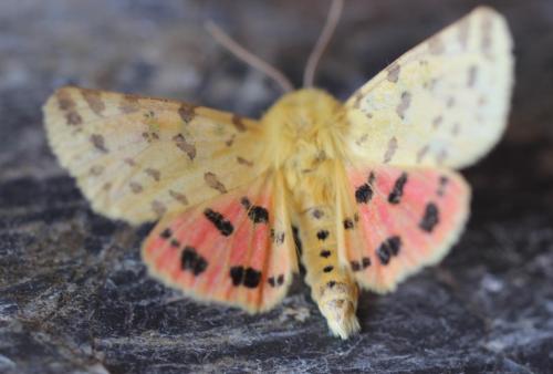 Réf. 235 887 : Rhyparia purpurata