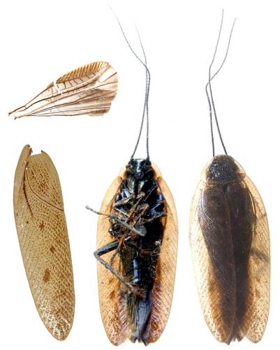 Ectobius lapponicus