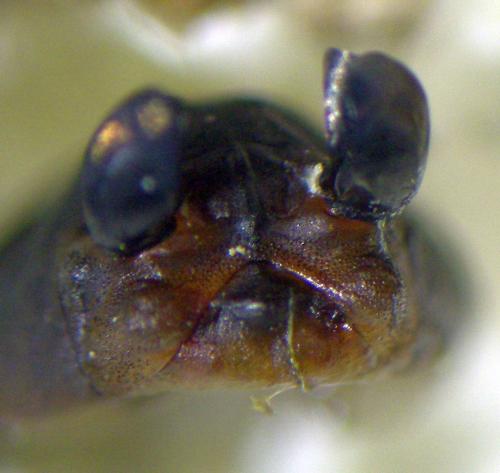Réf. 235 851 : Liponeura cinerascens
