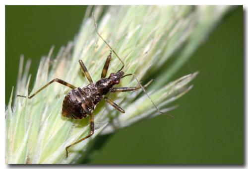 Himacerus apterus