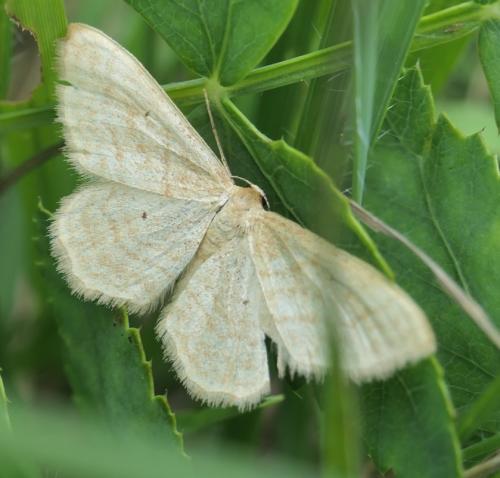 Idaea rufaria