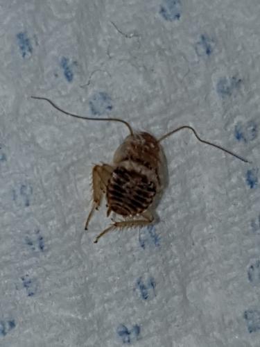 Planuncus vinzi