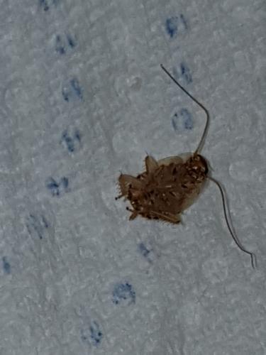 Planuncus vinzi